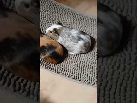 Guinea Pig fast Taxi #shorts #fun