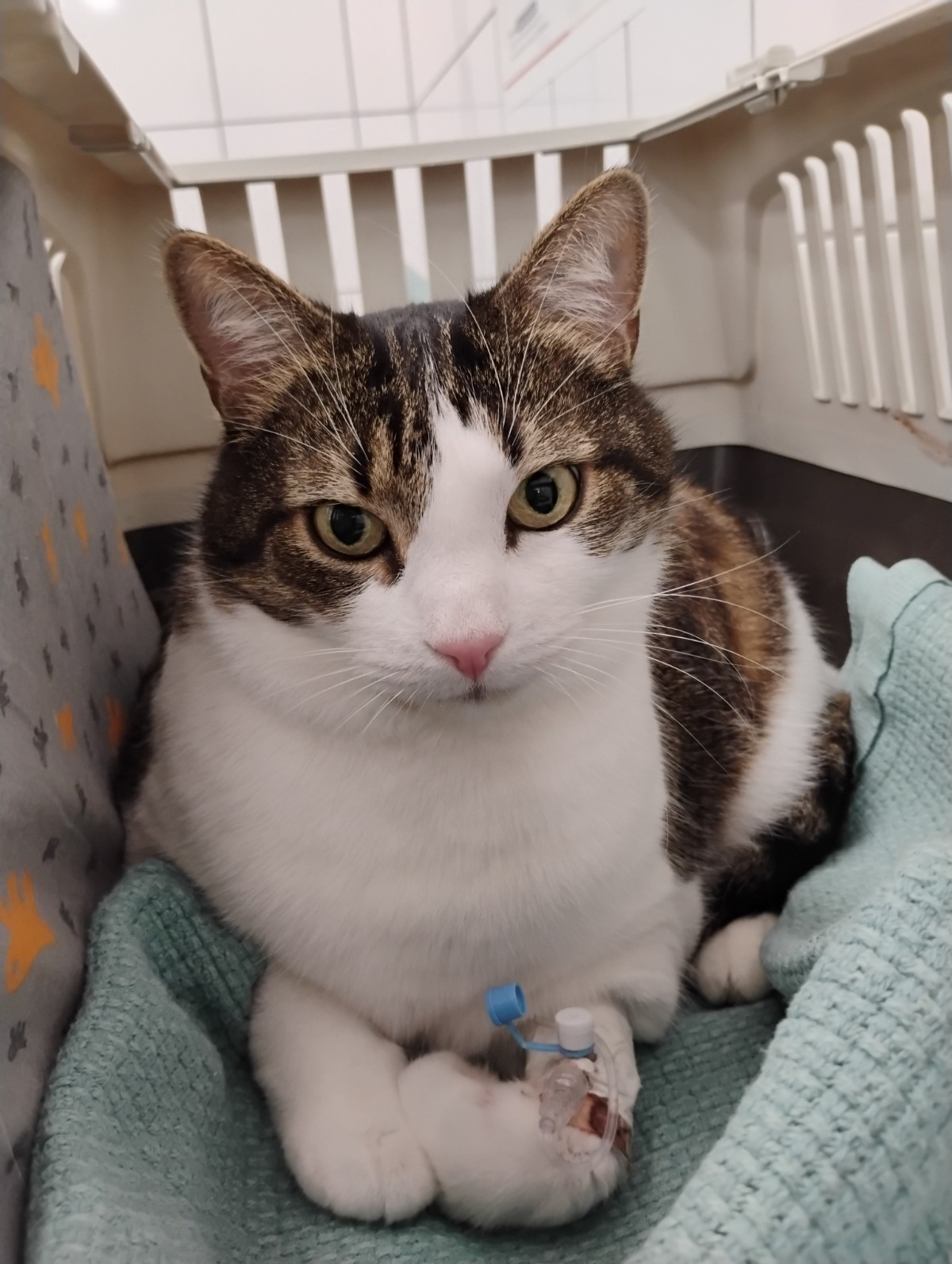 2a0b0980-3d45-437b-9236-ae23c1dea835