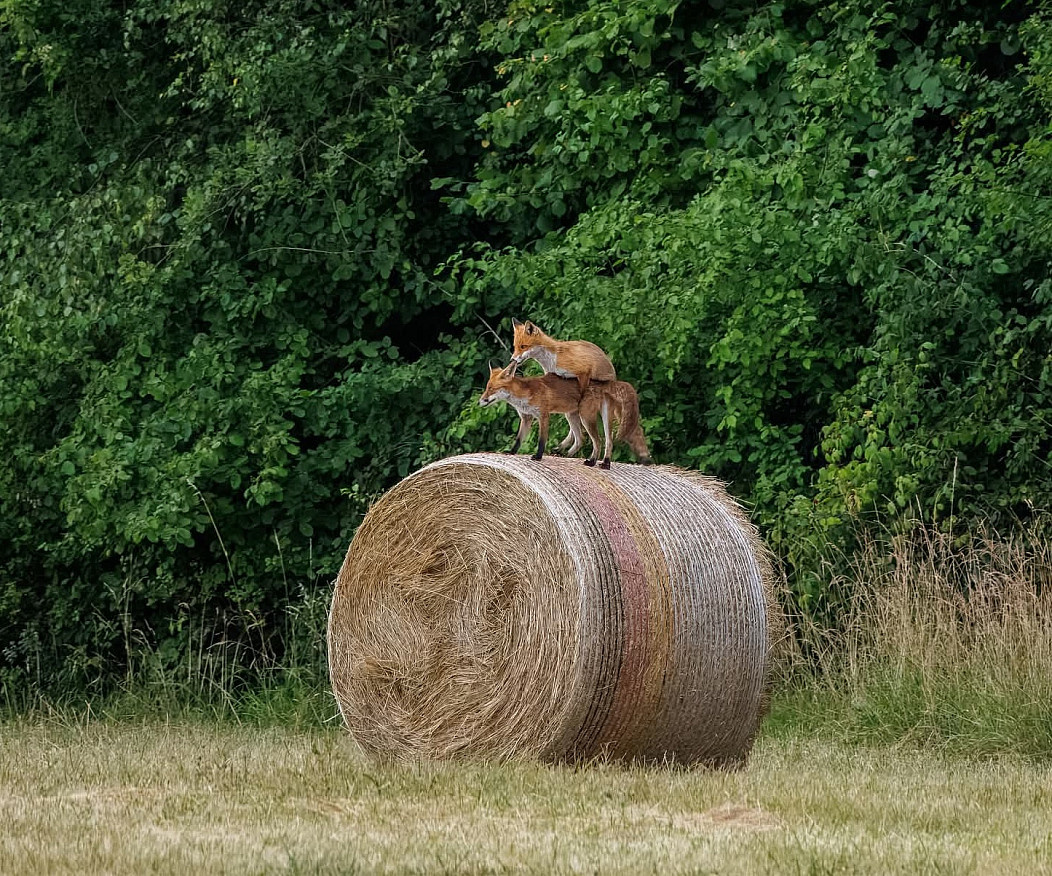 2e7a13d2-9caf-4861-be8f-5494e3f4f4e3