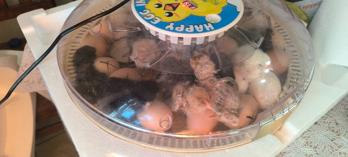 3b1367a0-6de8-4cff-a773-403dfc511da0