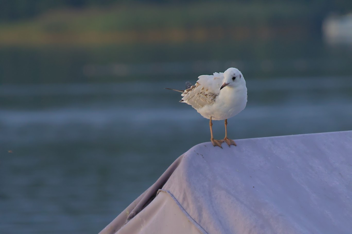 47c8c55c-0d7d-4c3d-a202-578082eb2eed