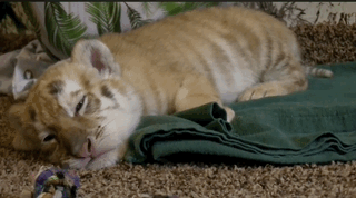 0fba4d50-2c4b-4c7f-80c4-115704edba2c