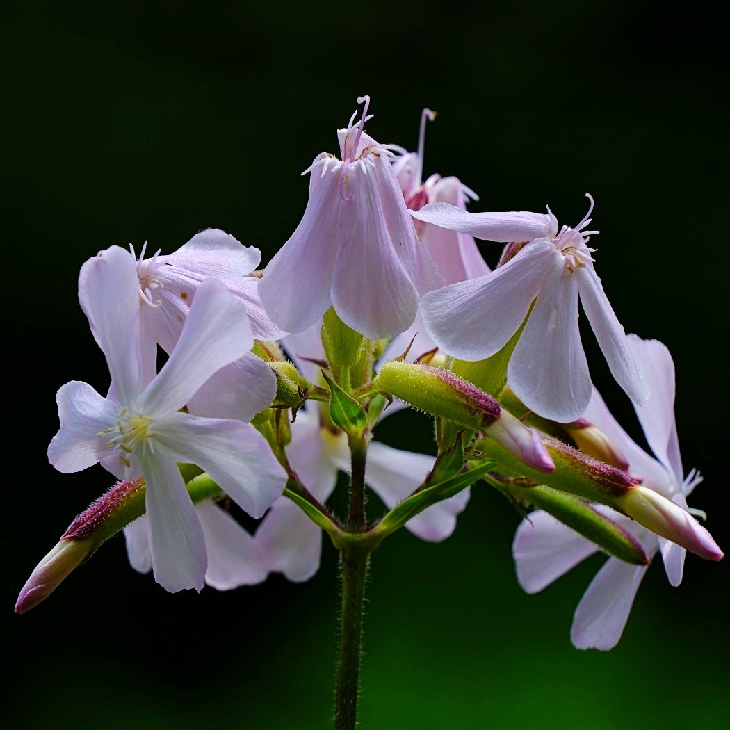 Mydlnica Lekarska - Saponaria Officinalis / Fotografujemy Przyrodę