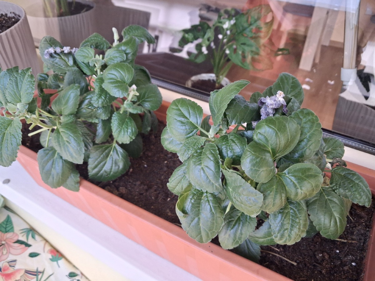 cb35c494-37ae-43fd-ac88-8c662bff4401