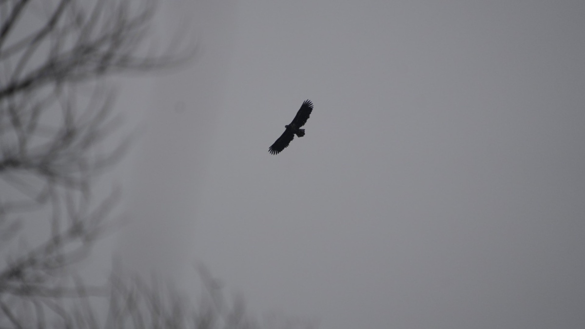 06fc8e85-2594-4c7f-8483-a668f4db67d7