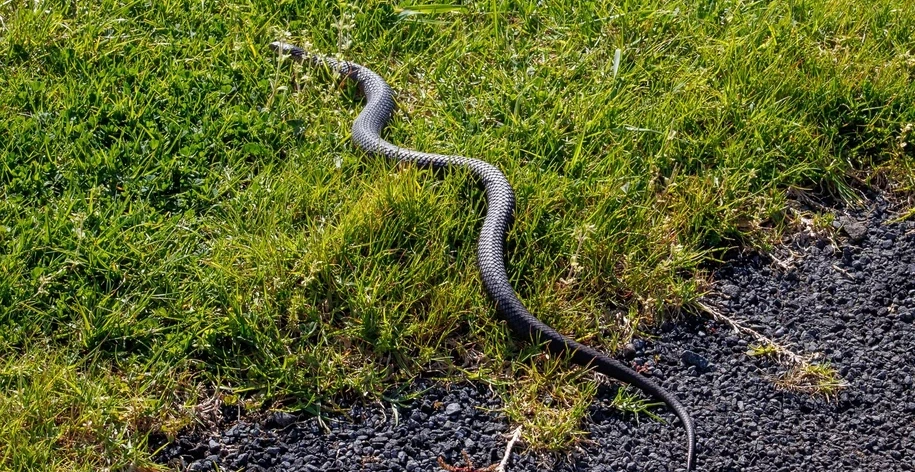 Węże zabijają nawet w szpitalach. Jest decyzja lekarzy