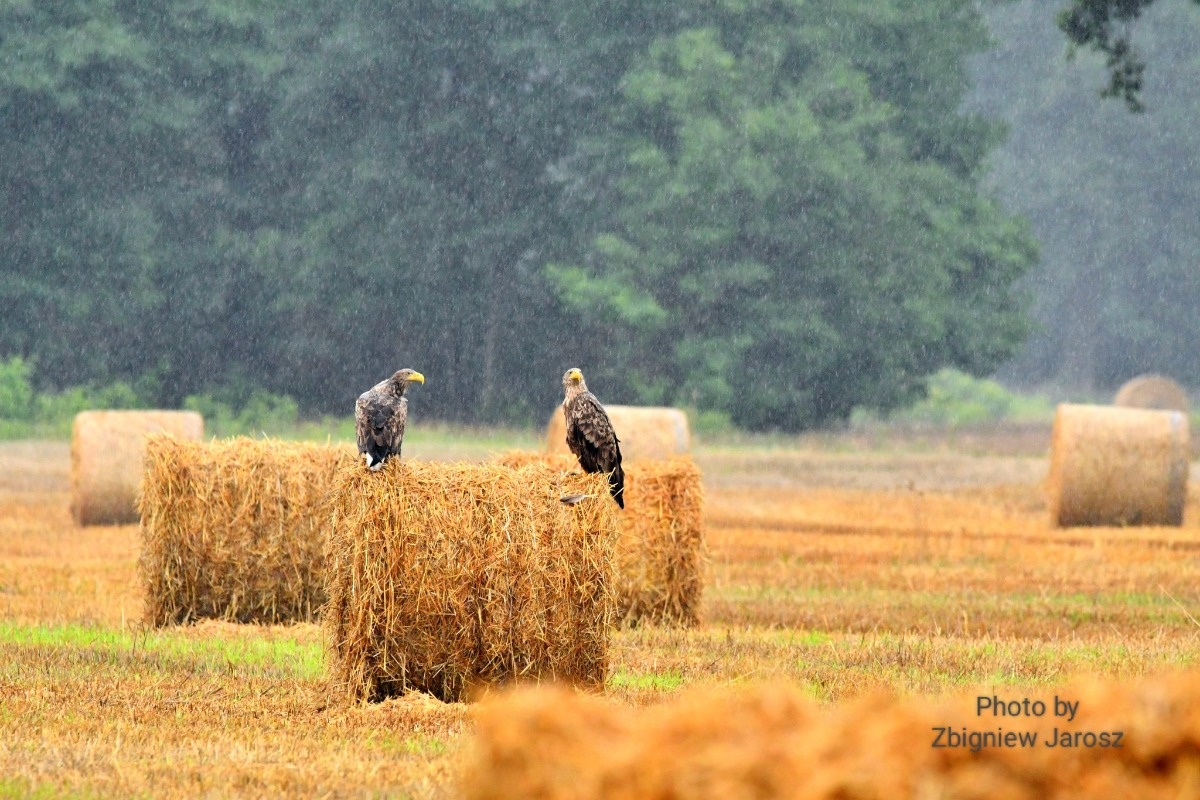 f0218471-3729-4c31-8465-20973f4d4883