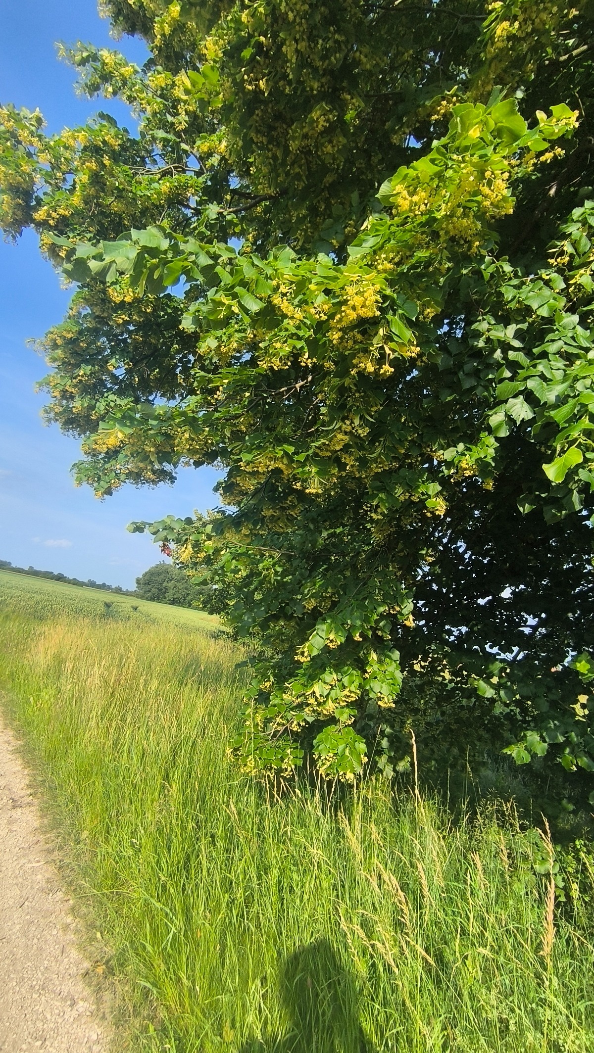 ec481457-25e4-4175-aac6-ea925a884c86