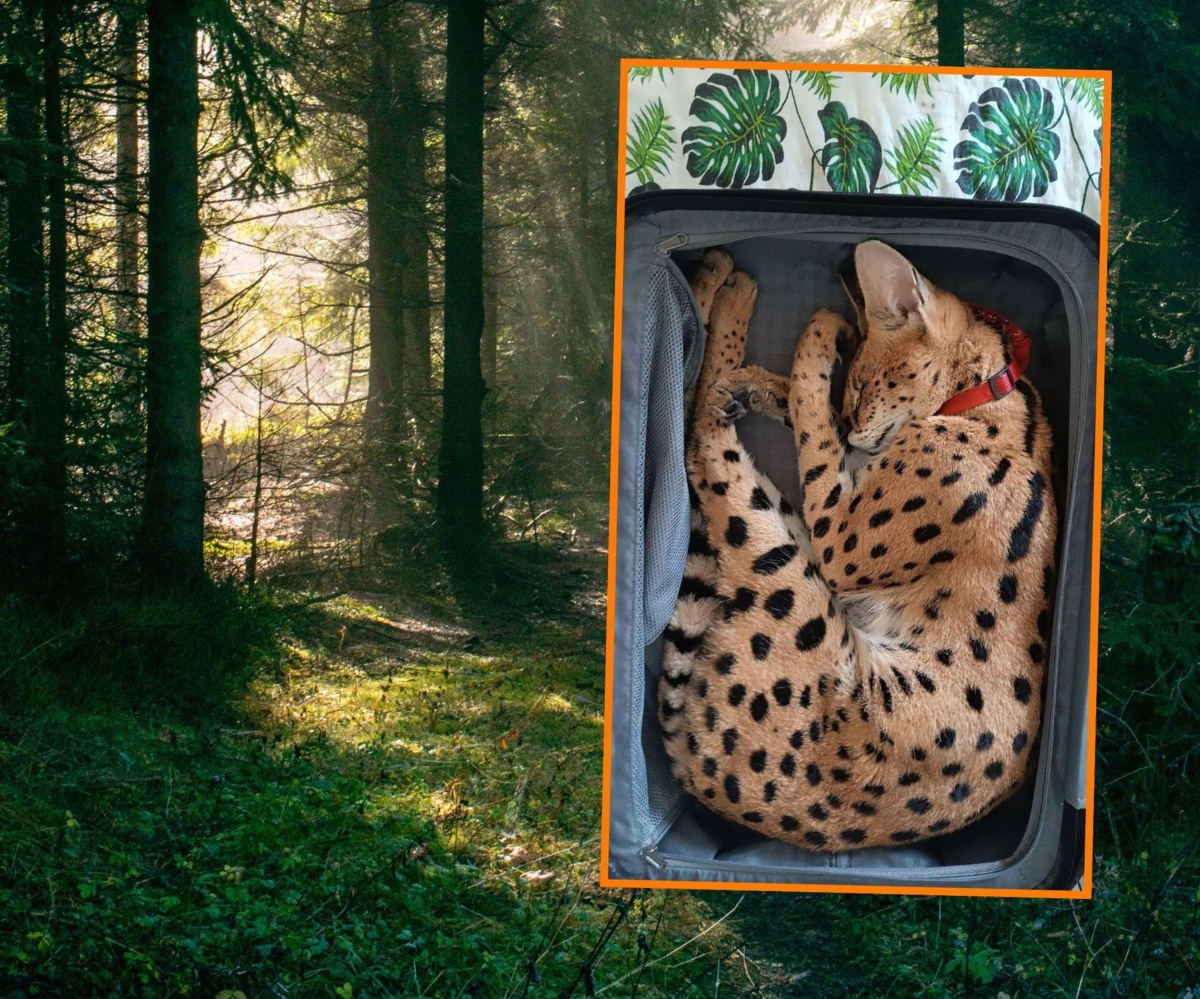 Serwal uciekł z woliery w Bartągu. Może przebywać w lasach pod miastem. Dla znalazcy nagroda!