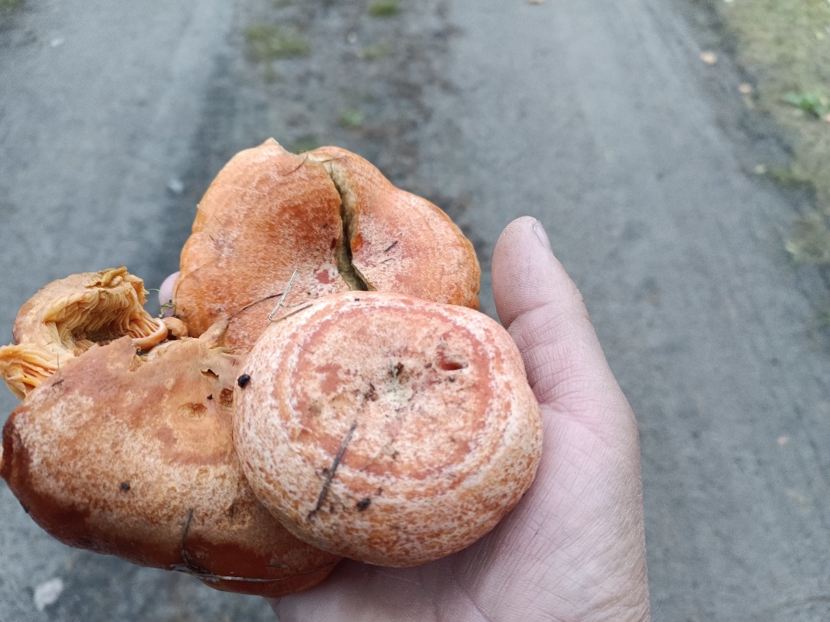 e1bb0098-9bf6-42a4-95aa-54ee1e175ce6