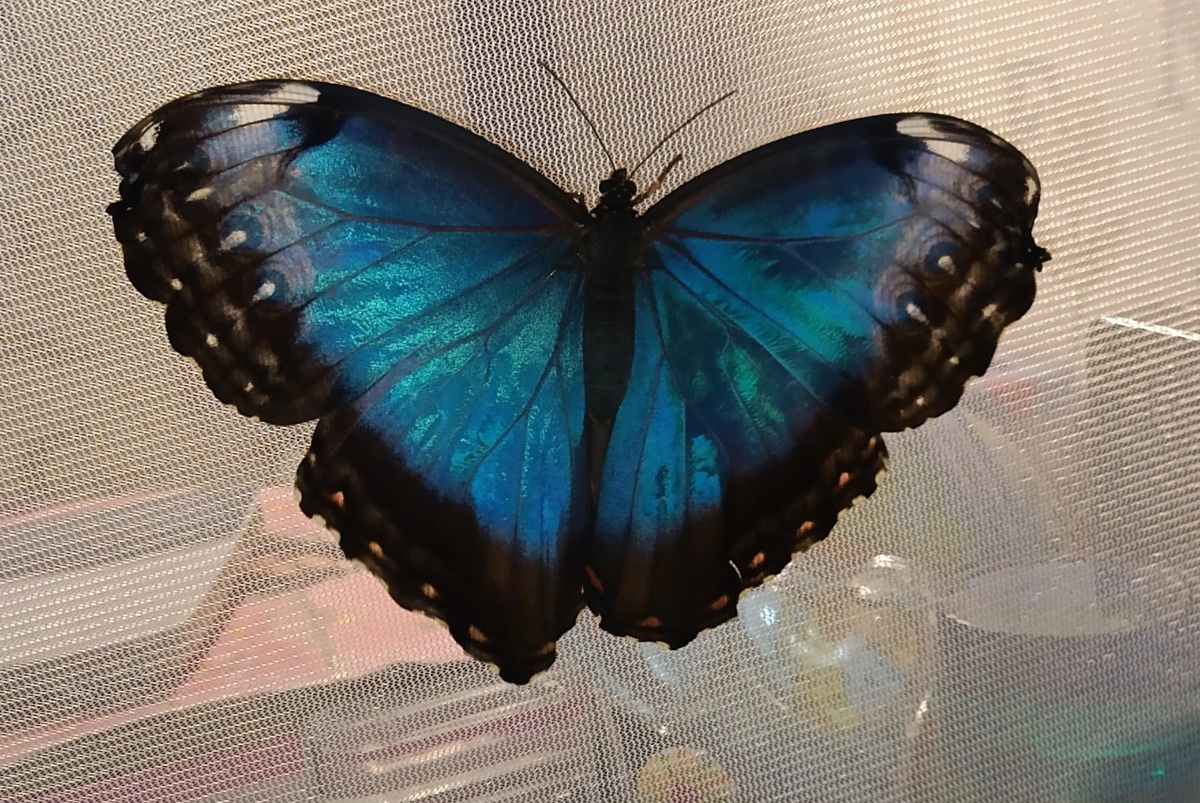 4145f245-3950-46b0-b1f7-294367e154ed