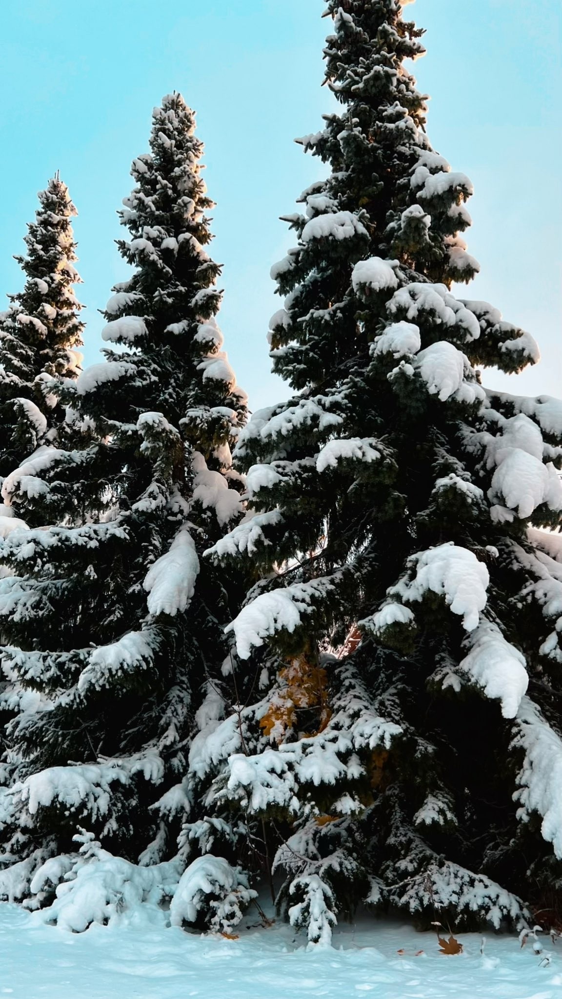 250c416d-feb6-4b97-9938-bcf1d192bb89