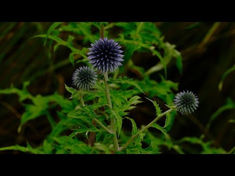 Letnia Uzdrawiająca Częstotliwość 432 Hz Muzyka Zdrowotna