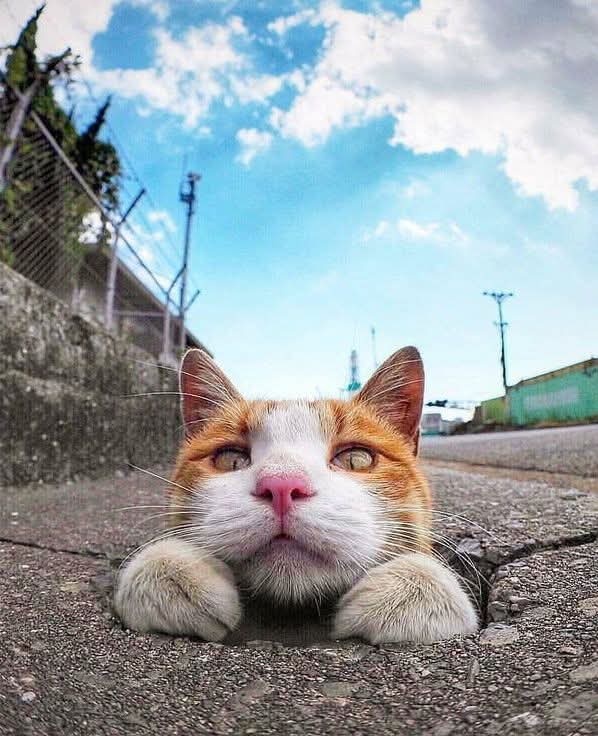 f5c22a51-761c-471c-8200-05455b71db52