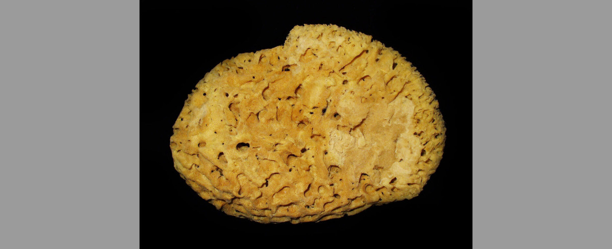 O starożytnych nurkach apnea. Cześć pierwsza – sekrety oliwy