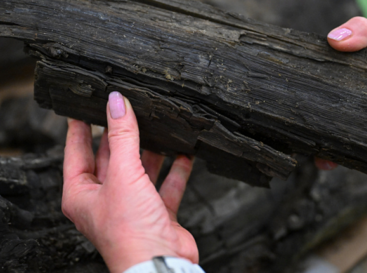 Uniwersytet Gdański wzbogacił się o dwie kłody datowane na ok. 38 mln lat (wideo)