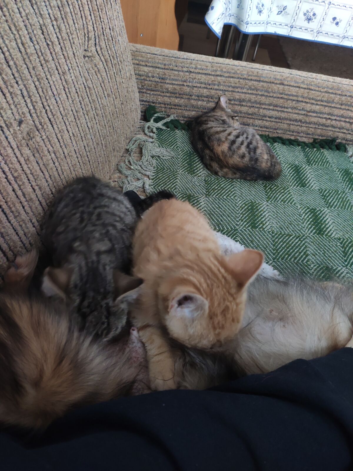 1d6c086b-28ae-440b-918d-e5d2770dad0c