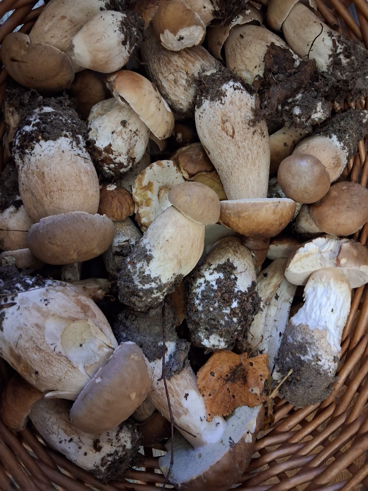 6c6ae0e3-f62b-4f7f-b360-74a6e2da3e69