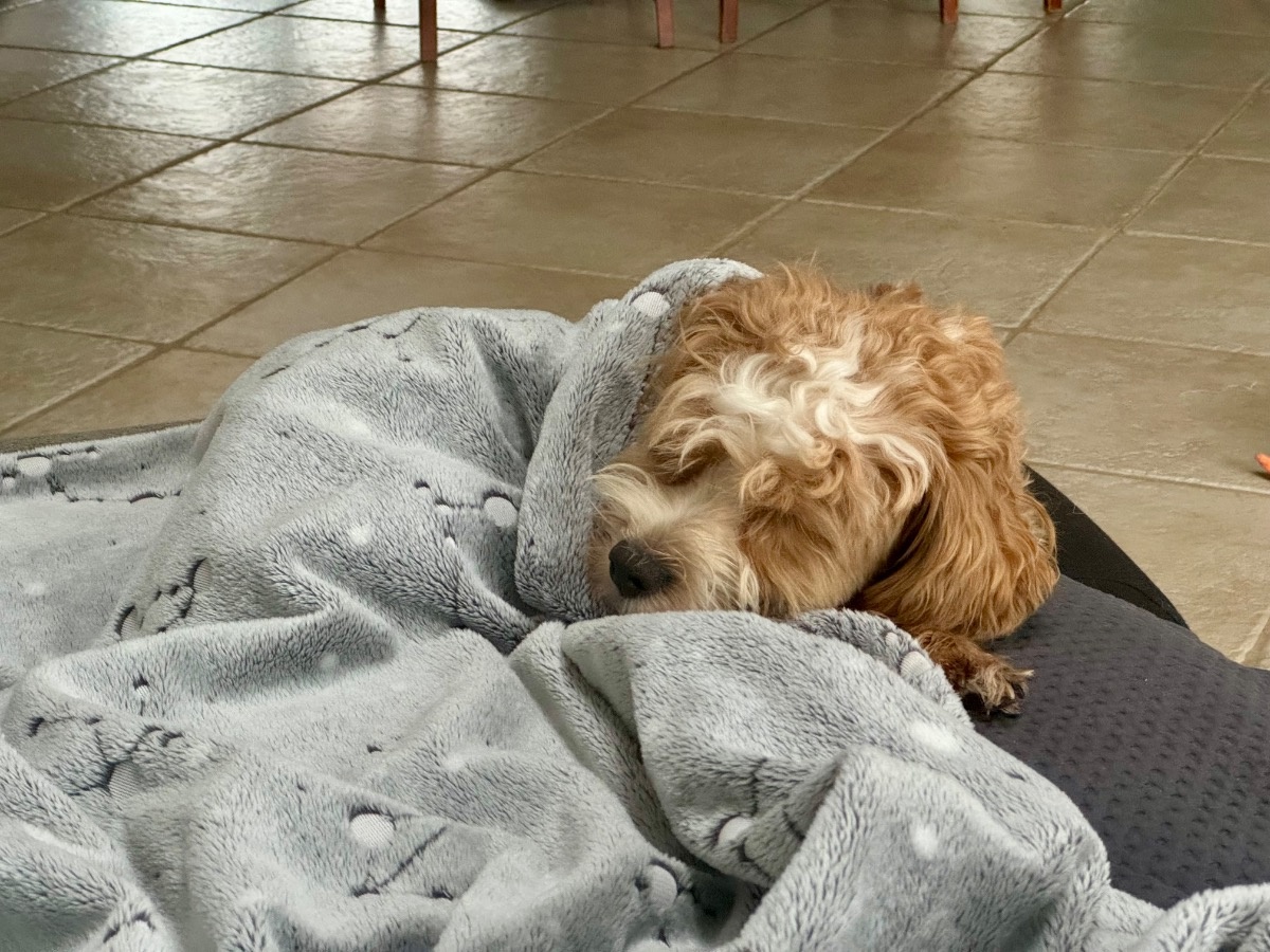 428cd96d-71ae-4ebf-a3c0-60031f74e0a3