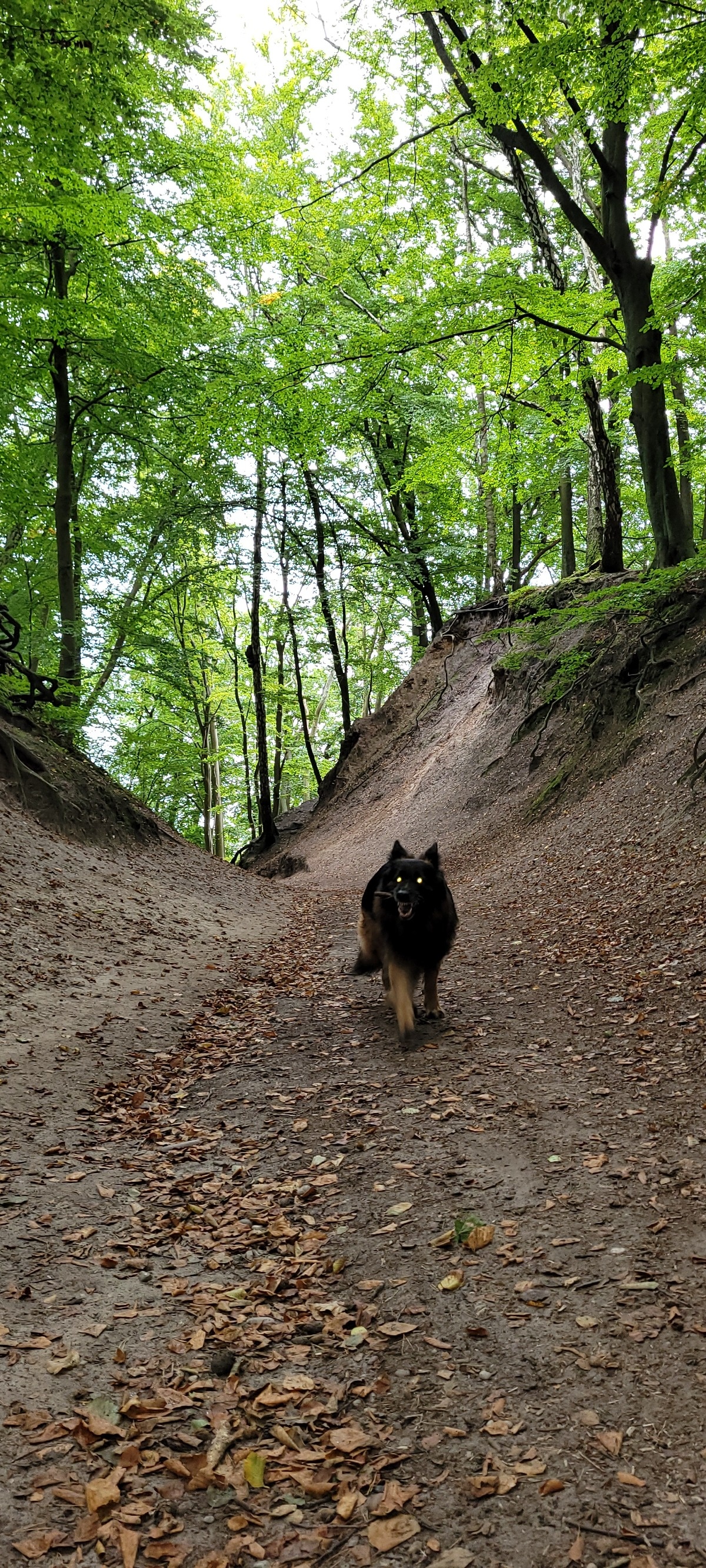 e5bf5af7-cf9b-4eb6-bf63-e16a146849bc