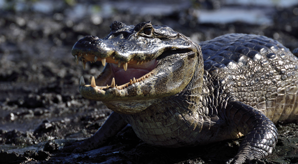 Awaryjnie lądowali na bagnach. Powitały ich aligatory