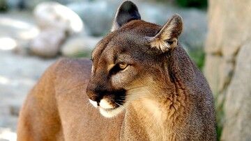 USA. Puma zaatakowała chłopca przed domem. Matka biła zwierzę gołymi rękoma