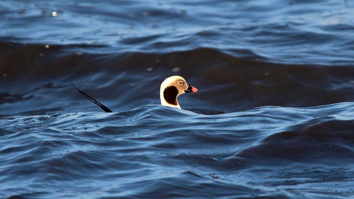 5be25cad-75a5-4449-8610-76616e208161