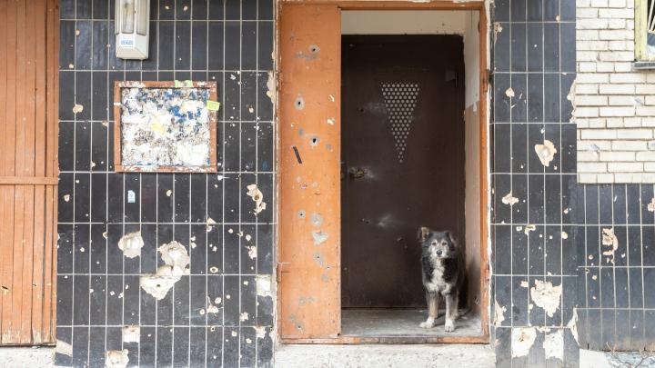 Brutalna selekcja na froncie. Badanie: wojna błyskawicznie zmienia populację psów w Ukrainie