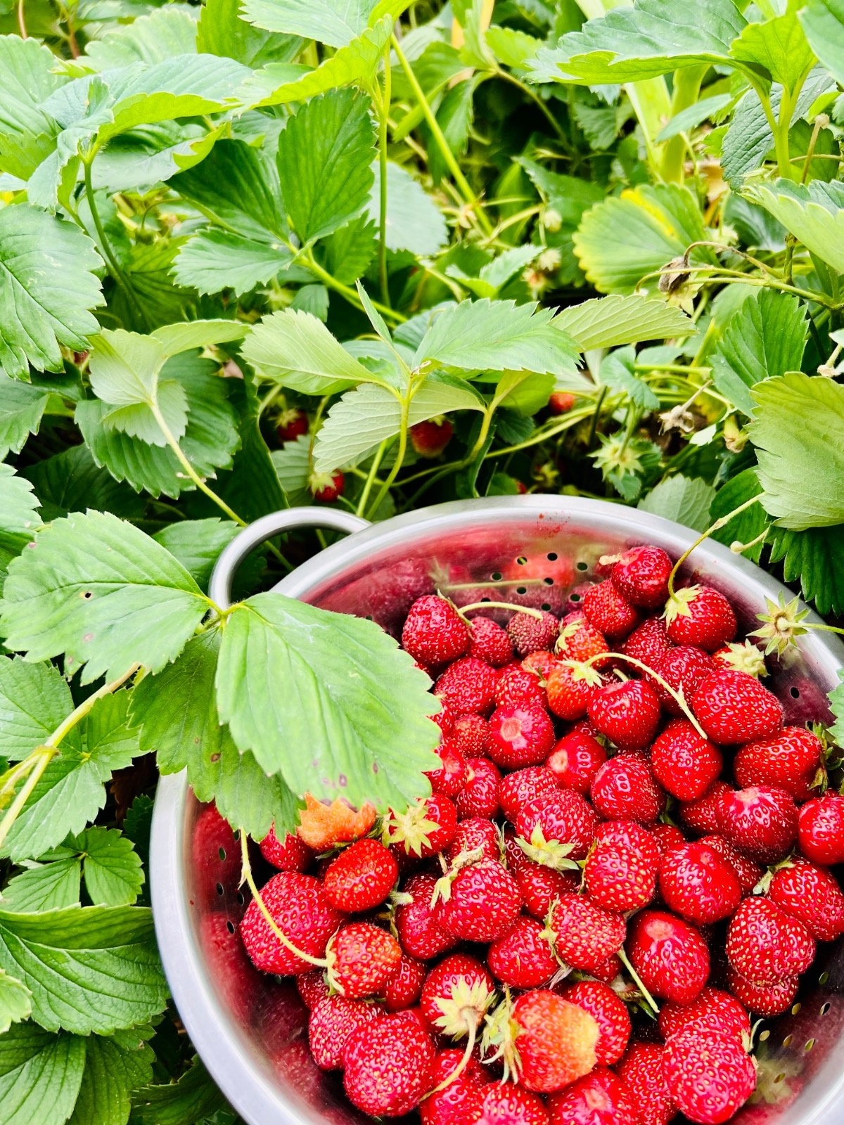 1403bc1c-835c-46be-aecf-20a9f4669fe7