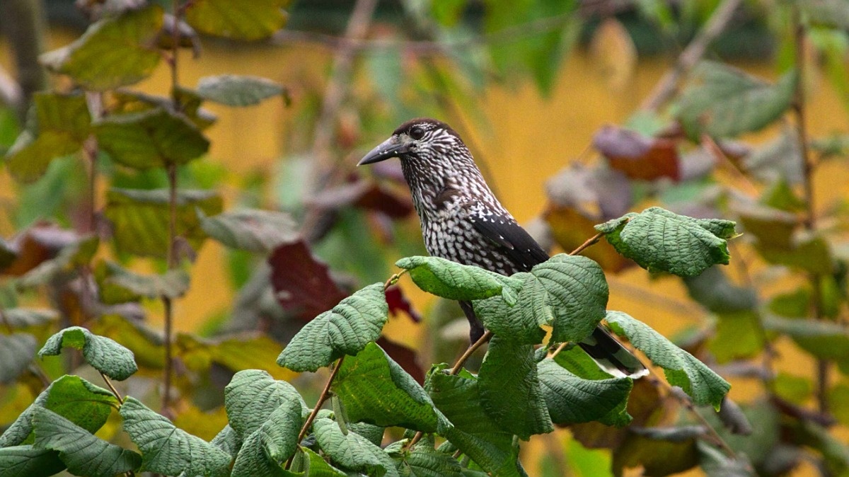 0e0fbfff-5950-44ce-a4db-f0651b2b6cf8