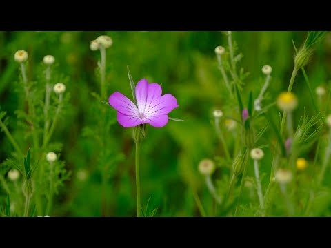 Wiosenna Uzdrawiająca Muzyka Uspokajająca Nerwice