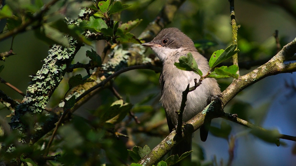 ff09f084-e64f-4778-a1da-ad947cfbd6a3