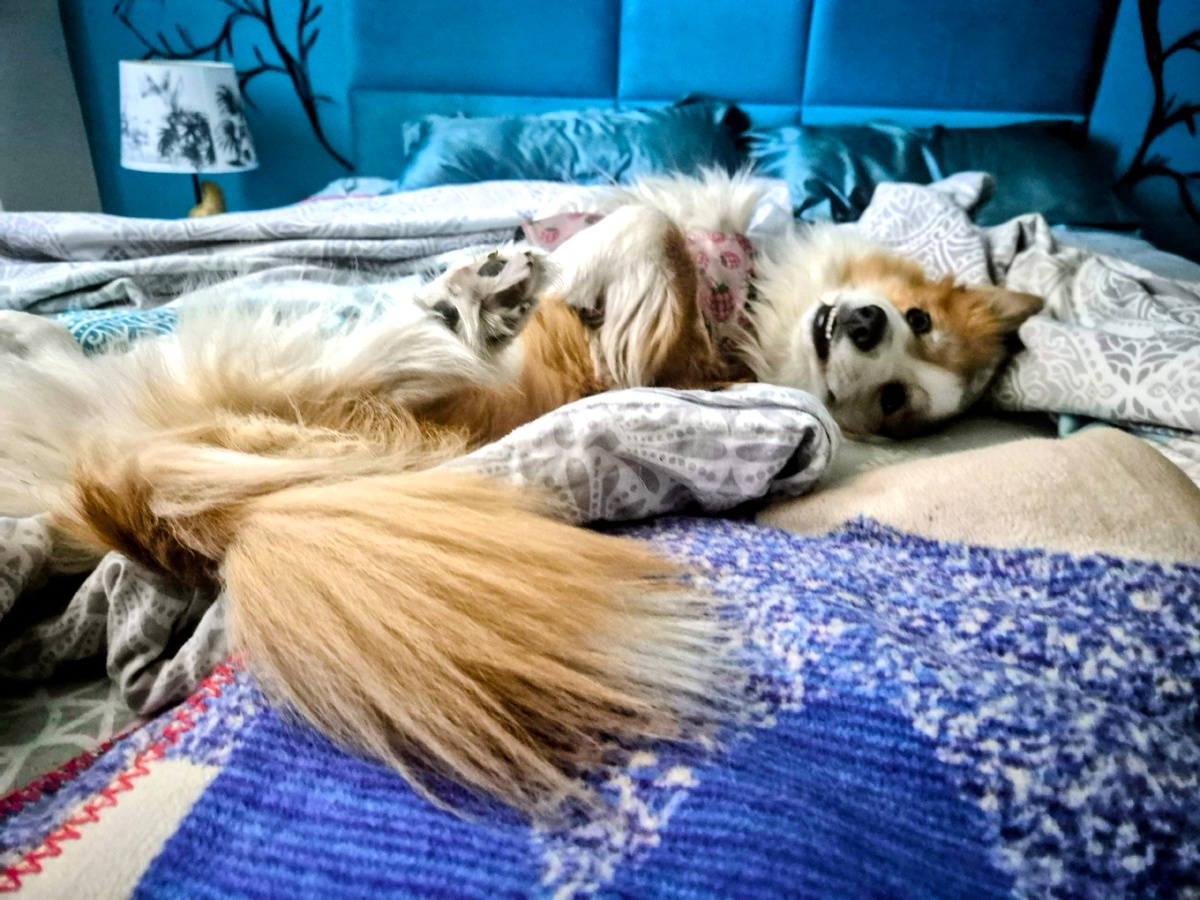 6d4b0184-e60b-4c66-8963-e683908c1495