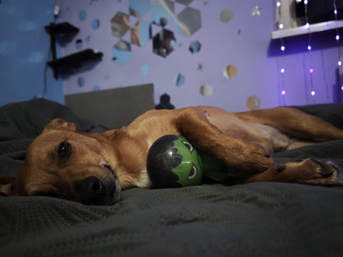 446044c8-bc18-4130-9704-fb1ba9429280