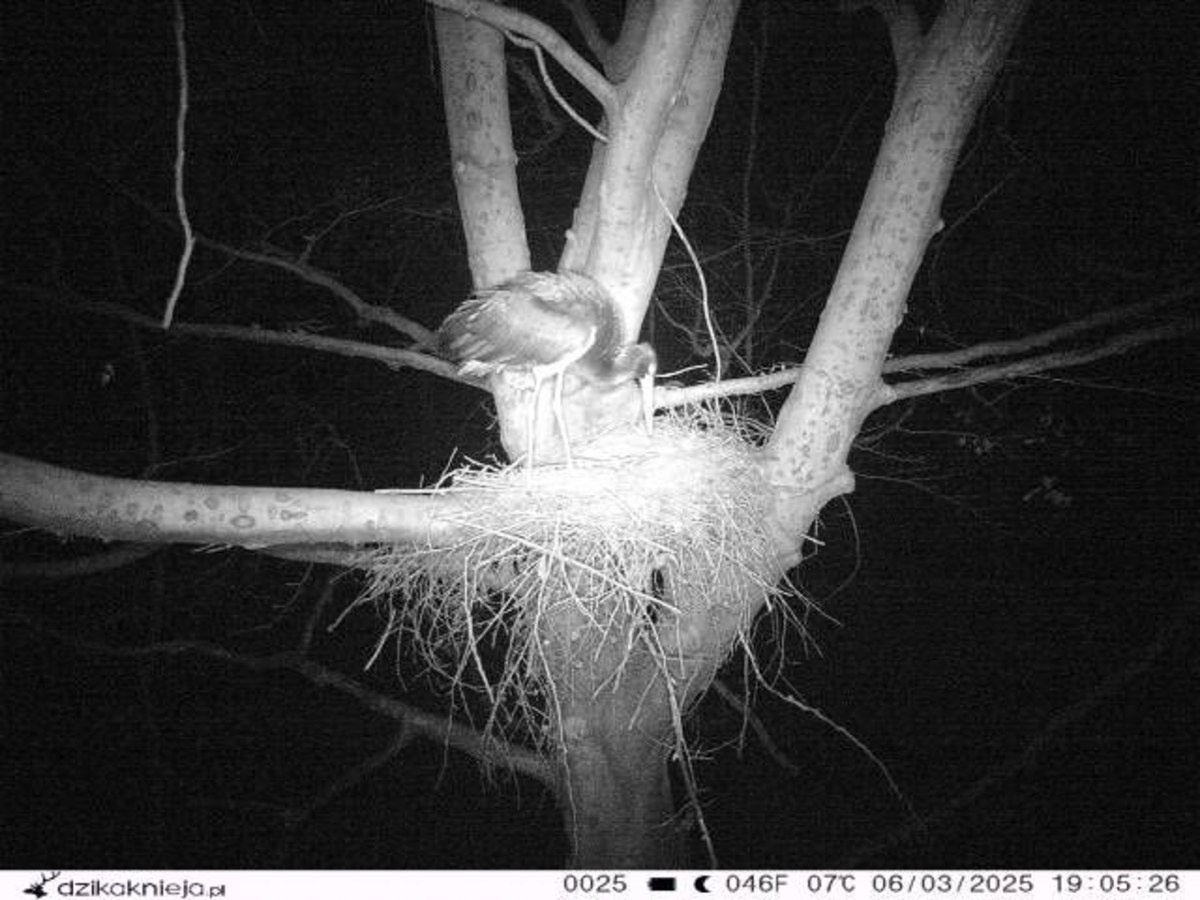 Skryty zwiastun wiosny wywołał sensację. Bocian czarny wcześnie wrócił do gniazda