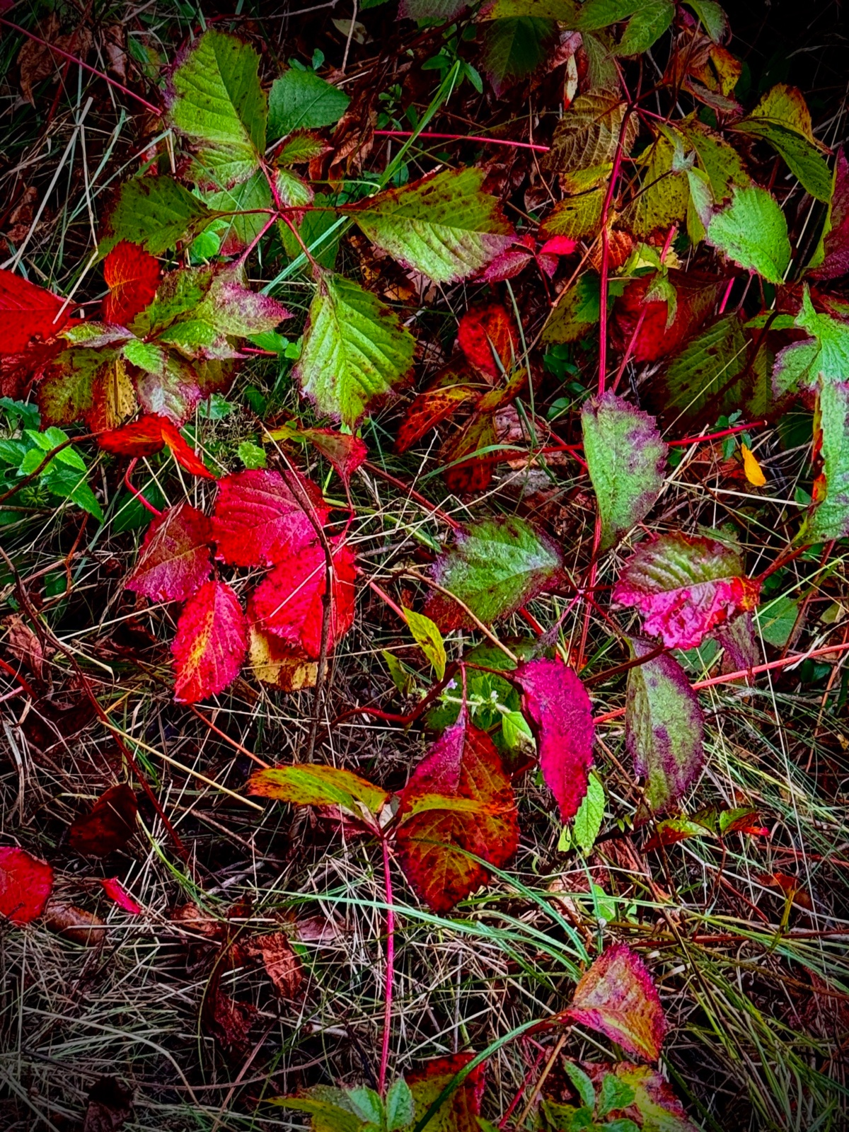 c6b24e5e-2668-48a6-8ecd-001bc1809a89