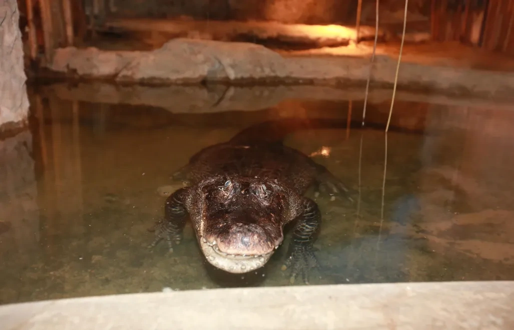 Aligatorzyca Marta kończy 95 lat. To najstarsze zwierzę w ogrodach zoologicznych Europy