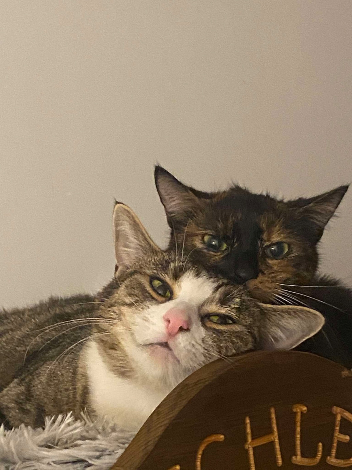 b0b68a29-483d-4455-879e-f0ac0b6d79d8