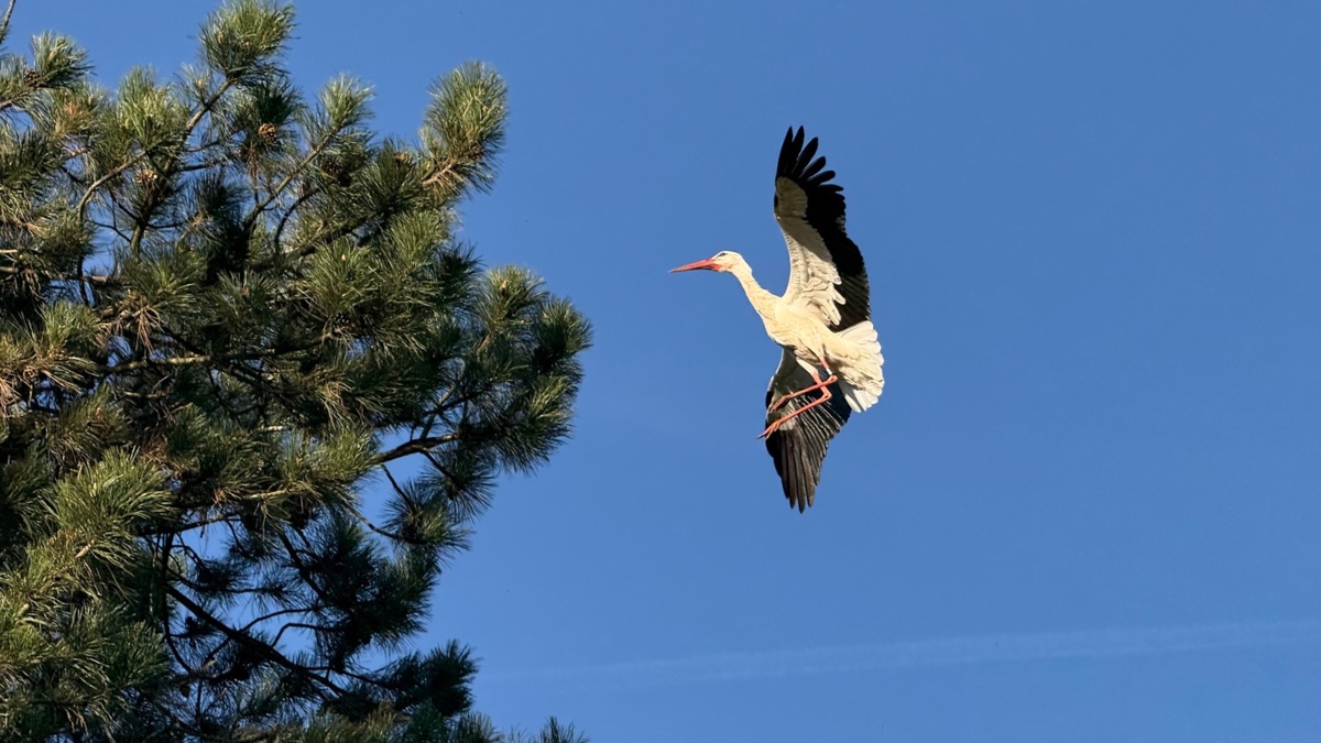 44f41fcb-10a6-4a01-aec7-7d51988dd176