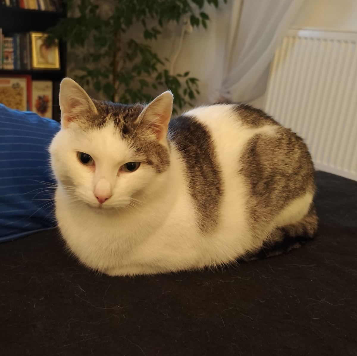 07c5df85-c0a6-4bf9-b891-c9c0b6a94141