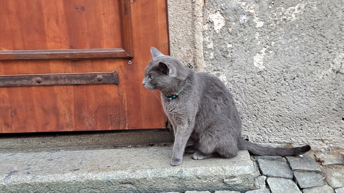 0bfa50d8-abd0-4167-9972-e94b43a28203