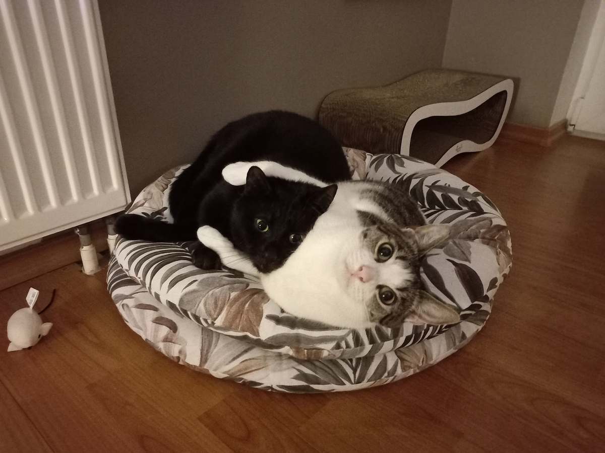 e180f0b4-7e45-422e-b045-90af18c8bc46