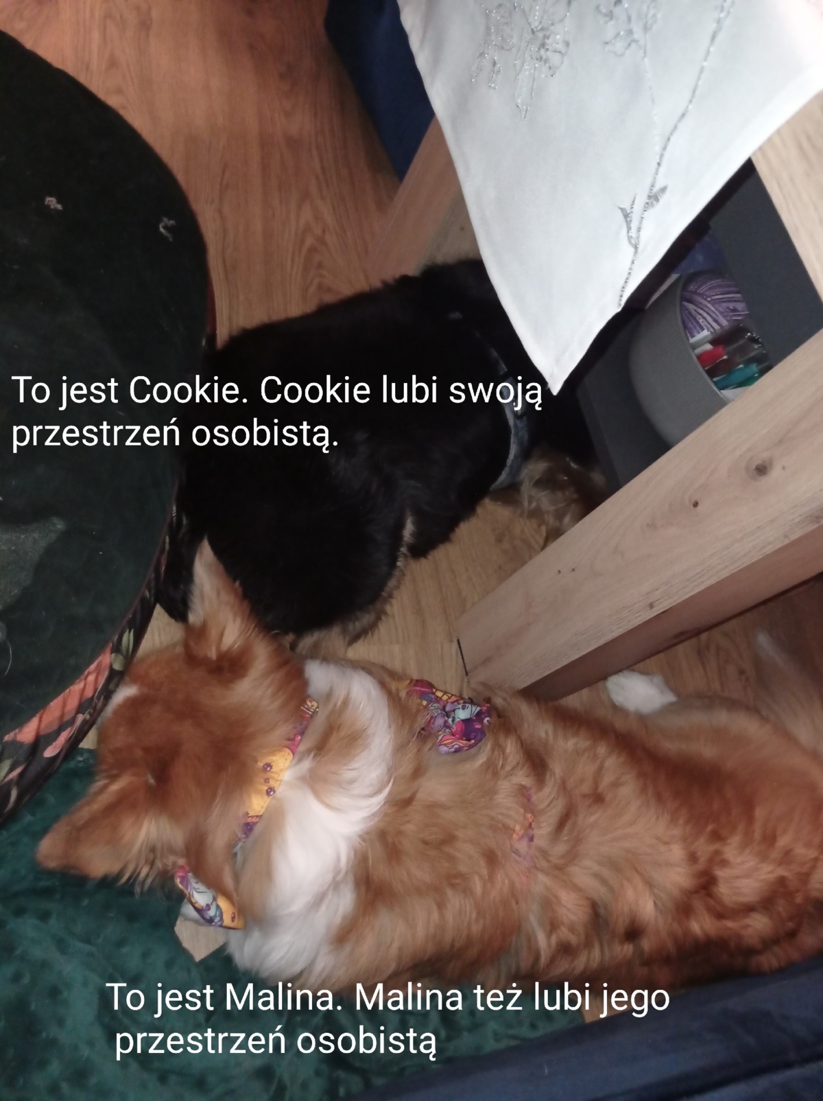 e2880c02-a3d1-44bf-94a6-bbd904b80ede