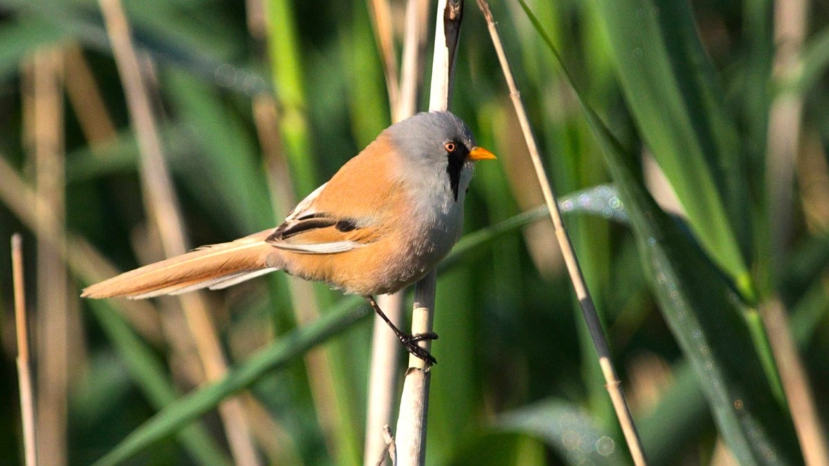 4ef1c888-e271-4719-9a3f-bc403e9785c1