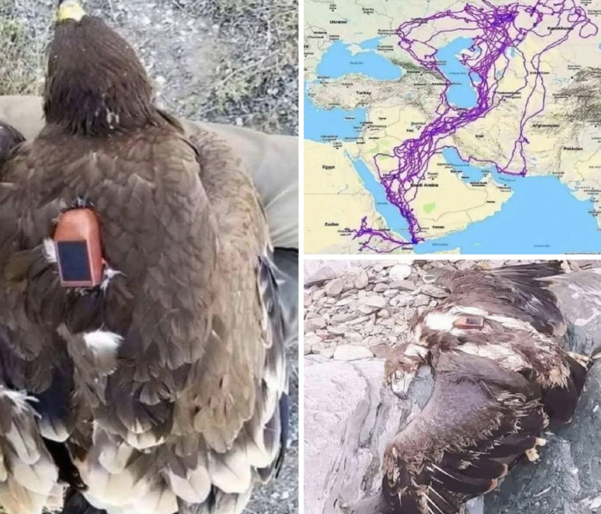 2aeb90d1-c021-4c22-81b2-239320785c15