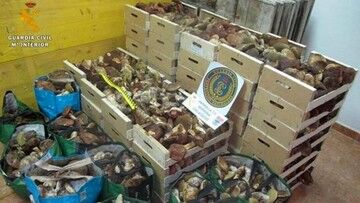 Hiszpania. Policja spodziewa się zwiększenia liczby nielegalnych zbieraczy grzybów