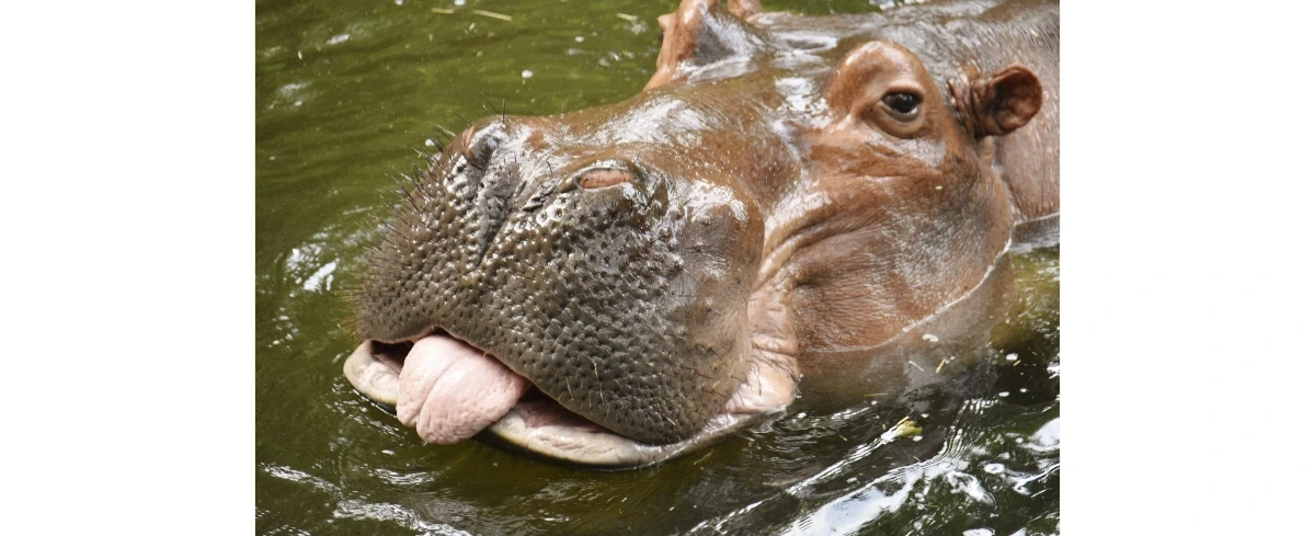 Hipopotam - Eksperyment Myślowy