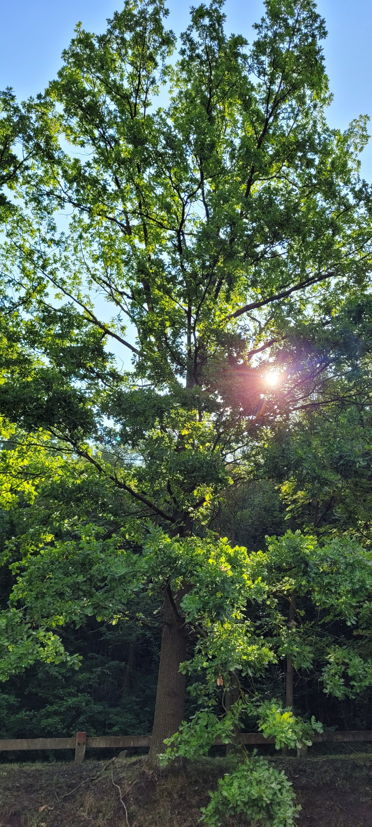 5d64dba1-9a6a-4287-ab30-c38695b9661d