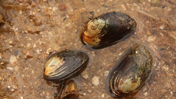 Coraz mniej małży, czyli jak wymierają superorganizmy