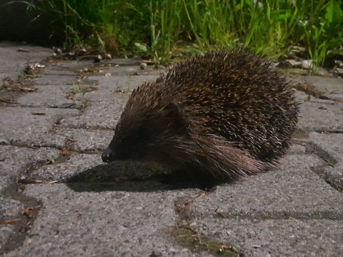 21d88868-5a6e-4307-a93b-e2d04a5053c6